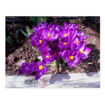 Purple Crocus Postcard