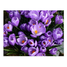 Purple Crocus Postcard