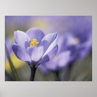 Purple Crocus poster by photoinspiration