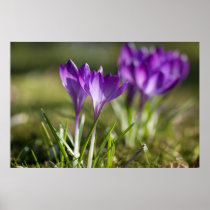 Purple Crocuses DSC0702