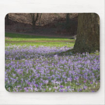 Purple Crocuses DSC5434 Mouse Mat