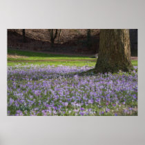 Purple Crocuses DSC5434