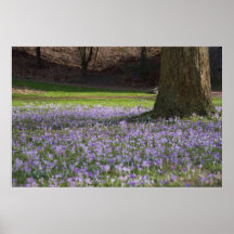 Purple Crocuses DSC5434 Poster