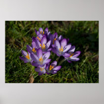 Purple Crocuses DSC5449