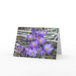 Purple Crocuses Notecard