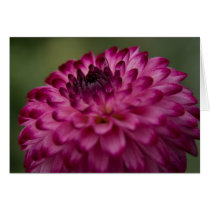 Purple Dahlia Card