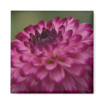 Purple Dahlia Refrigerator Magnets