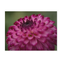 Purple Dahlia Post Cards
