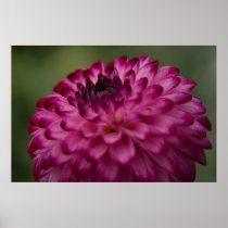 Purple Dahlia Posters