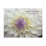 Purple Dahlia • Rehearsal Dinner Invitation postcards