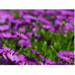 Purple Daisies Daisy photo sculptures