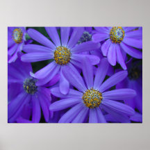 Purple Daisies - Poster #1