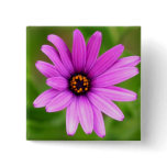 Purple Daisy button