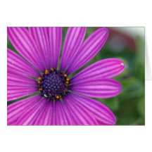 Purple Daisy Card