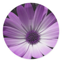 Purple Daisy Flower Sticker