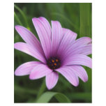Purple Daisy flyers