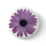 Purple Daisy Like Flower Osteospermum ecklonis buttons