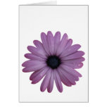 Purple Daisy Like Flower Osteospermum ecklonis cards