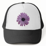 Purple Daisy Like Flower Osteospermum ecklonis hats