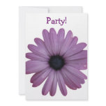 Purple Daisy Like Flower Osteospermum ecklonis invitations