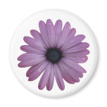 Purple Daisy Like Flower Osteospermum ecklonis magnets