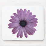 Purple Daisy Like Flower Osteospermum ecklonis mousepads