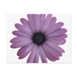 Purple Daisy Like Flower Osteospermum ecklonis postcards