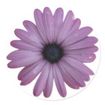 Purple Daisy Like Flower Osteospermum ecklonis stickers