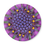 Purple Daisy magnets