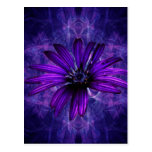 Purple Daisy Passion Postcard