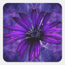 Purple Daisy Passion Square Stickers