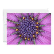 Purple Daisy Picture Personalized Announcement