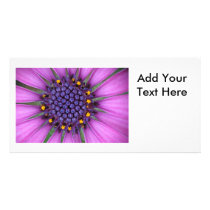 Purple Daisy Picture Photo Greeting Card