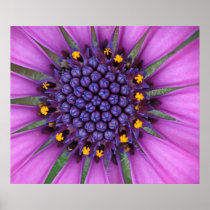 Purple Daisy Picture Poster