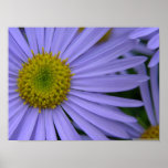 Purple Daisy Poster