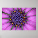 Purple Daisy posters