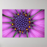 Purple Daisy posters