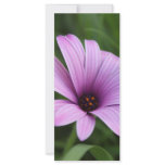 Purple Daisy Rack Card rack cards
