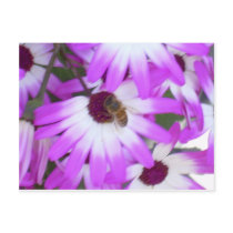 PURPLE DAISY SPRING HARMONY POSTCARD