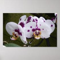 Purple Dotted White Orchid Picture Poster