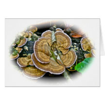 Purple Edge Shelf Fungus Coordinating Items Greeting Card