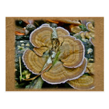 Purple Edge Shelf Fungus Coordinating Items Postcards