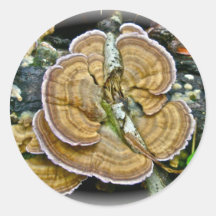 Purple Edge Shelf Fungus Coordinating Items Stickers