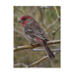 Purple finch postcard
