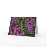 Purple Firework Flowers cards