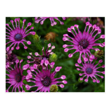 Purple Firework Flowers Post Cards