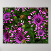 Purple Firework Flowers Print
