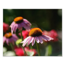 Purple Flow 10 x 8 Photographic Print