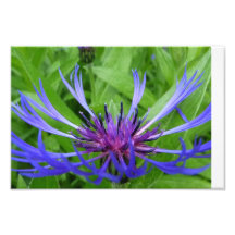 purple flower art photo
