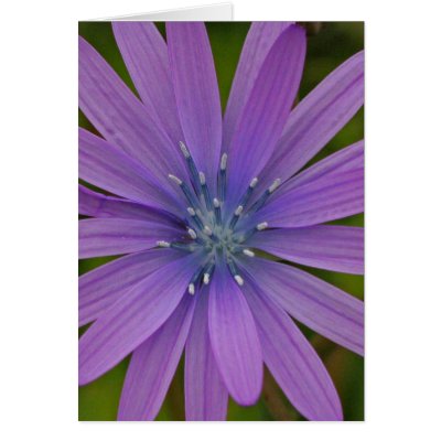 purple flower cards by heysje